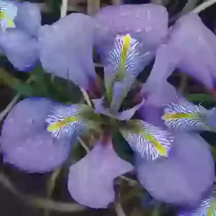 Iris Various